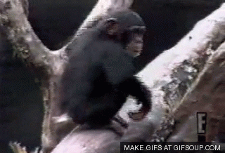 Monkey Finger GIF - Find & Share on GIPHY