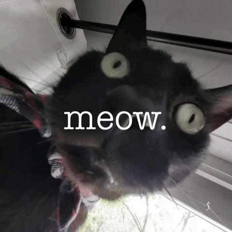 Cat Meow GIF