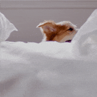 Good Morning Hello GIF by Hill's Pet Nutrition