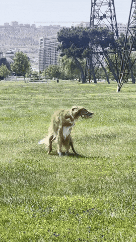 Puppy Poop GIF