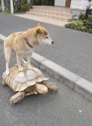 Tortoise GIF - Find & Share on GIPHY