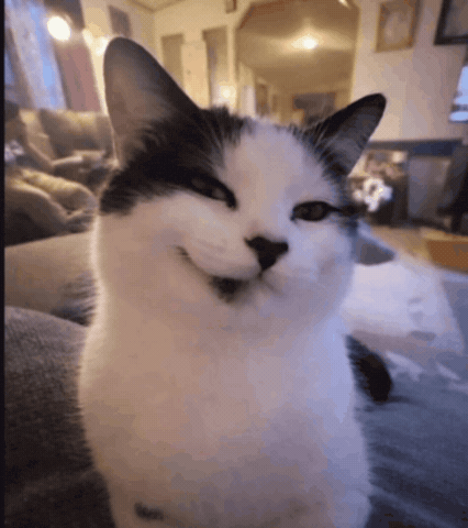 Cat Smile GIF