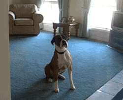 dog jumping gifofdogs GIF by Rover.com