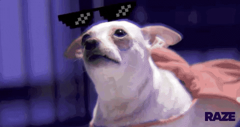 Thug Life Dog GIF by RAZE - Find & Share on GIPHY