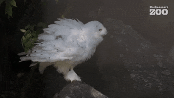 Shaking Snowy Owl GIF by Korkeasaari Zoo