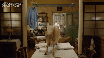 Hungry Goat GIF by All Creatures Great And Small