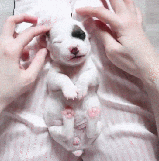 Video gif. A young white and black spotted puppy lays on its back with its paws in the air. The puppy's mouth is wide open and it yawns while two human hands rubs its ears, paws and cheeks. 