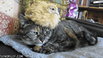 cat chicken GIF cat chicken GIF