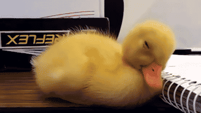 duckling passing out and waking up