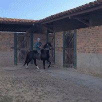 harasmisk horse mm cavalo fazenda GIF