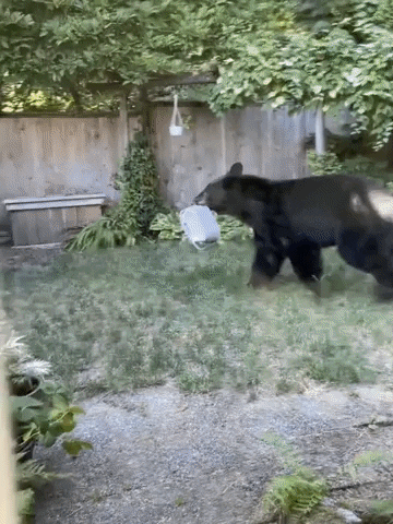 Bear Through Fence GIF