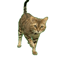 Bengal Cat Sticker by Kitty Fuchs