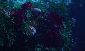 Flowers Dark GIF by Mitski