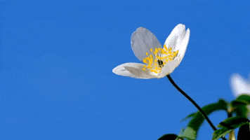 hiryze GIF