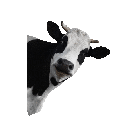Cow Sticker