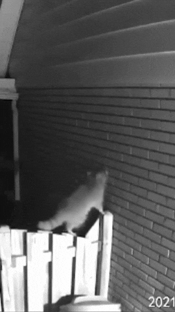 Raccoon Bandit GIF by Nature Is Metal