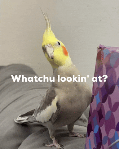 What You Looking At GIF