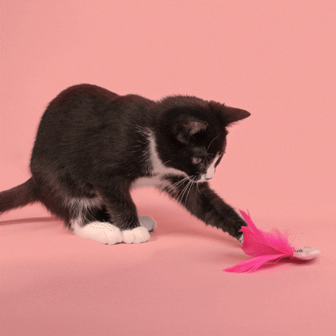 Cat GIF by Dolly Parton