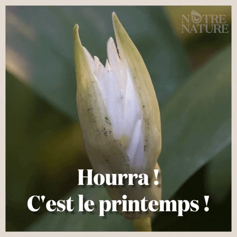 Printemps GIF by Hotel Hungaria