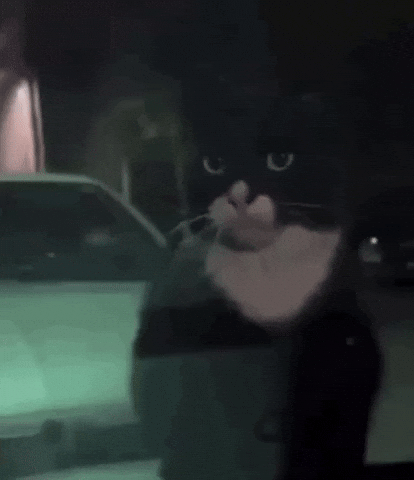 Cat GIF