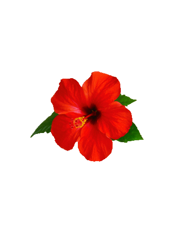 Flower Hibiscus Sticker