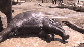 Giphy - Water Elephant GIF
