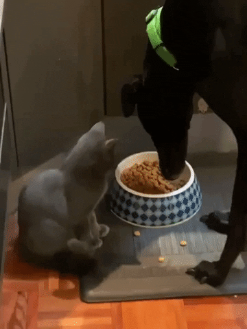 Greyhound GIF