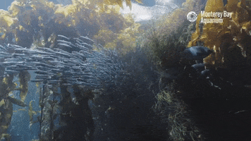 School Of Fish GIF by Monterey Bay Aquarium