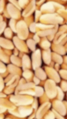 It's Nutz! GIF