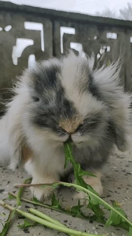 Loop Eating GIF