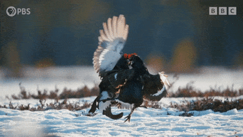 Fight Fighting GIF by PBS