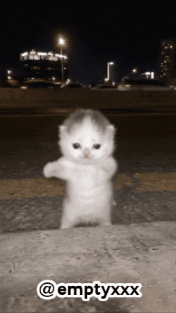 Dance Cat GIF
