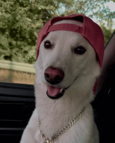 Dawg GIF