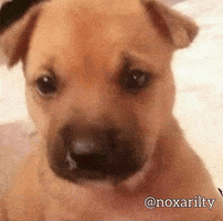 Dog Bulldog GIF