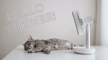 Summer Cats GIF by Sealed With A GIF