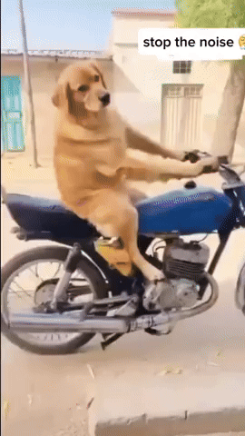 Dog GIF