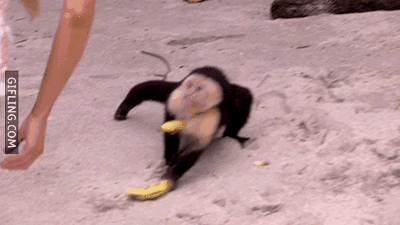 Monkey-with-a-banana GIFs - Get the best GIF on GIPHY