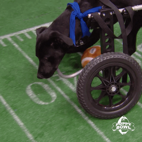 Field Goal Football GIF by Puppy Bowl