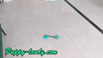 Puppy Lovely GIF