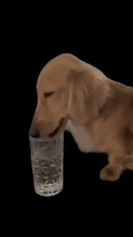 Dog GIF
