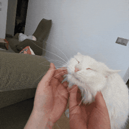Catsquisher GIF