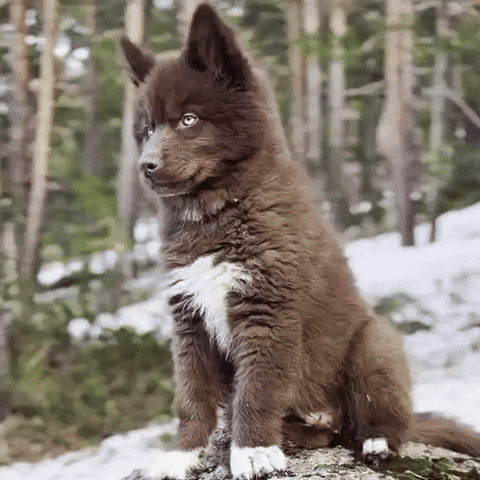 Red Husky GIF