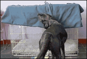 Video gif. A black dog uses its mouth to pull a blanket from the top of its kennel, and manages to cover itself with the blanket as it enters. Once inside the kennel, the dog curls up in a corner and lies down.