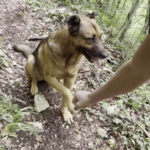 Dog Obey GIF