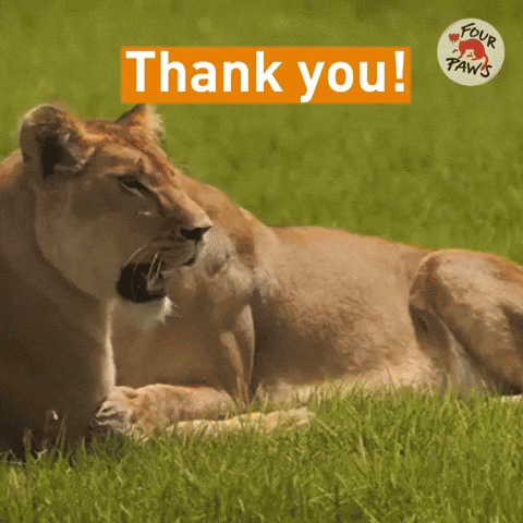 Big Cat Thank You GIF by FOUR PAWS