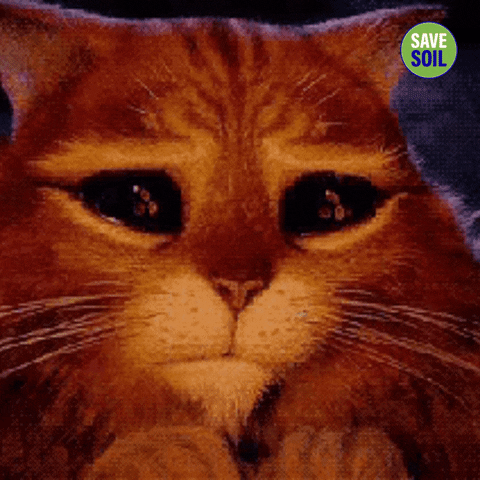 International Cat Day GIF by Save Soil