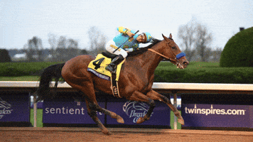 American Belmont GIF by Breeders' Cup World Championships