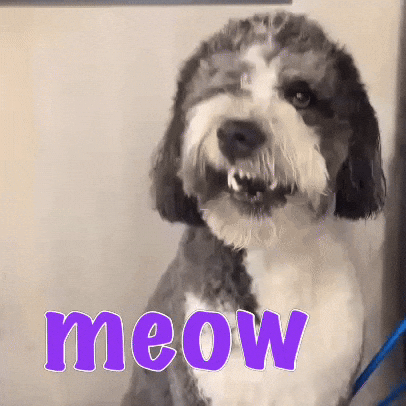 Meow Bernedoodle GIF