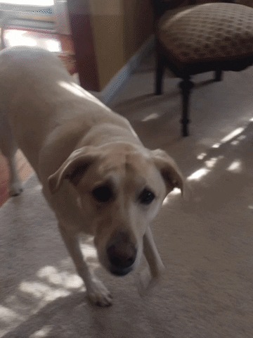 tate  GIF
