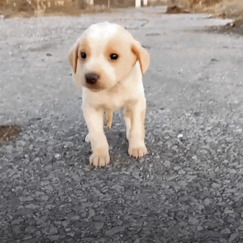 Puppy Rescue Dog GIF by The Dodo